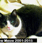 Meow Meow 2001-2015